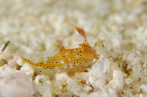 フジタウミウシ