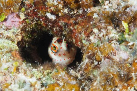 モンツキカエルウオ