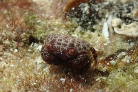 オウギガニ科の1種