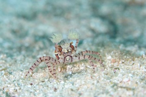 キンチャクガニ