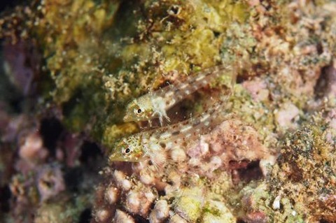 テンテンヘビギンポ