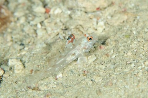 ヒレフリサンカクハゼ