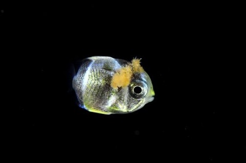 刺激的な水中生物