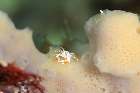 カニダマシ不明種