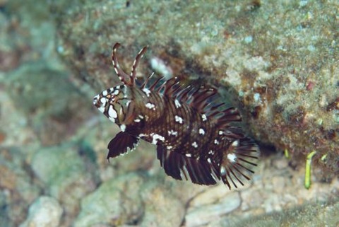 オビテンスモドキ