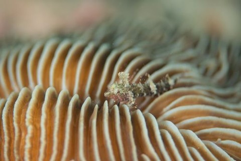 セグロヘビギンポ