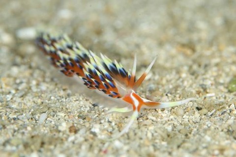 ヒブサミノウミウシ