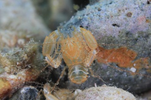 サンゴヒメエビ