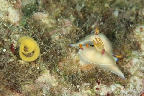 ゾウゲイロウミウシ