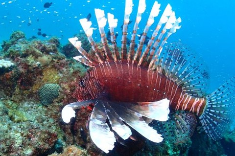 ハナミノカサゴ