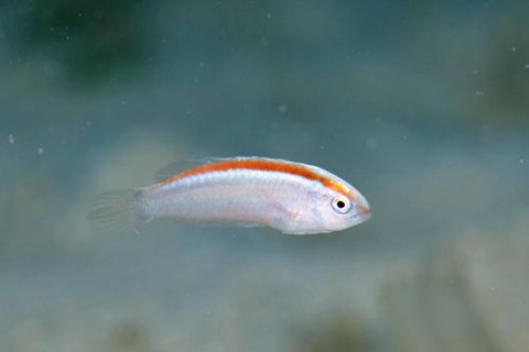 ホンテンスモドキ属の1種