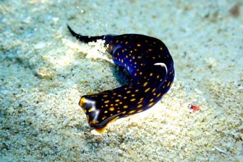 アカボシツバメガイ