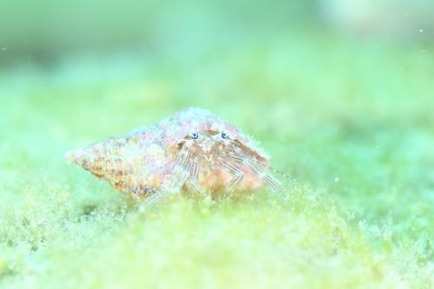 Pagurixus maorus