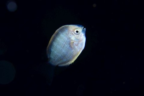 刺激的な水中生物
