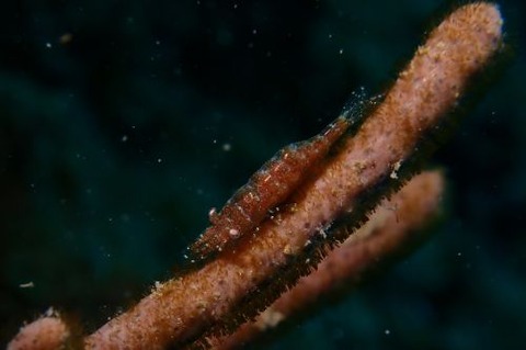 イソバナカクレエビ