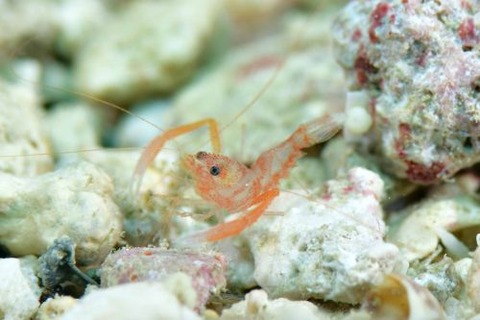 ユウギリスベスベオトヒメエビ