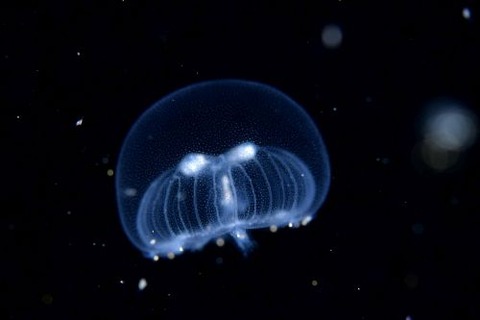 刺激的な水中生物