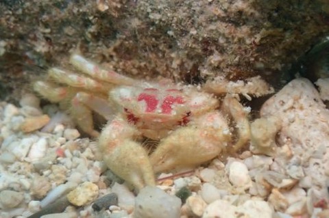 メイロケブカガニ