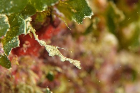 キオネミクティス・ルメンガニィ