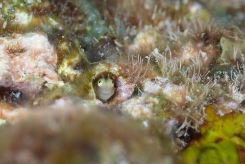 シシマイギンポ