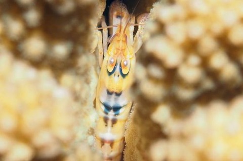 サンゴテッポウエビ