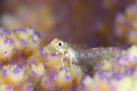 ヘビギンポ科の1種