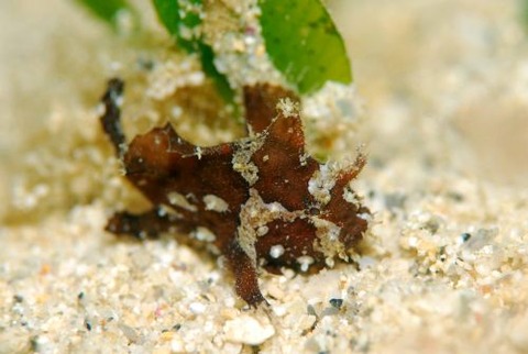 ハダカハオコゼ