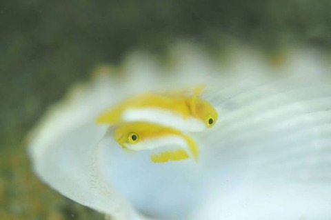 ナカモトイロワケハゼ