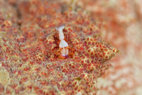 ウミウシカクレエビ