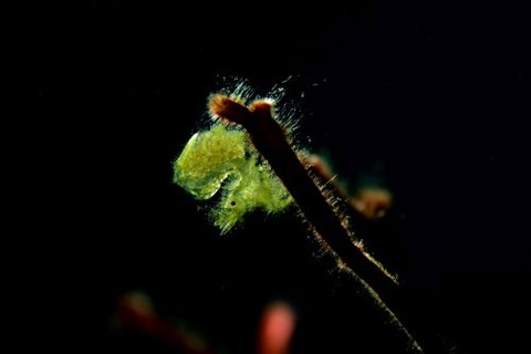 フィコカリス・シムランス