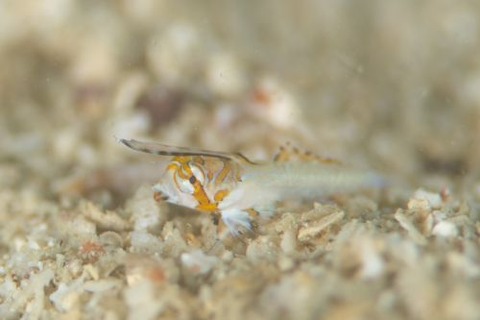 イッポンテグリ