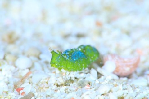 ウチワミドリガイ