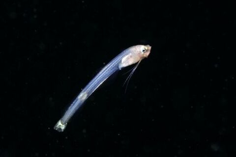 刺激的な水中生物