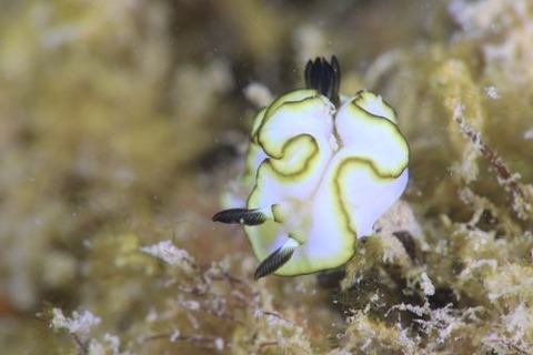 ナンセイキイロウミウシ