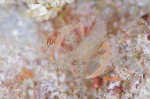 ミクロプロステマ・プルミコールネ