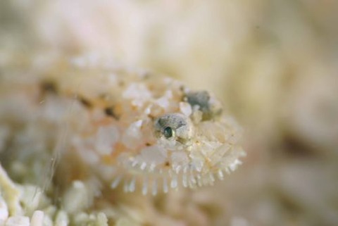 ヒゲモジャハゼ