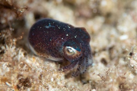 ダンゴイカ科の1種