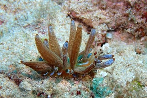 アカクセニアウミウシ