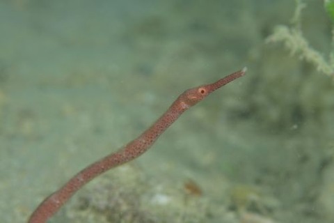 ワカヨウジ