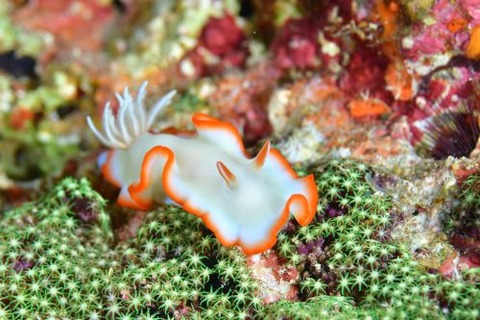 フチベニイロウミウシ