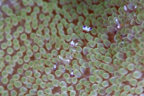 アカホシカクレエビ