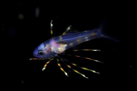 刺激的な水中生物