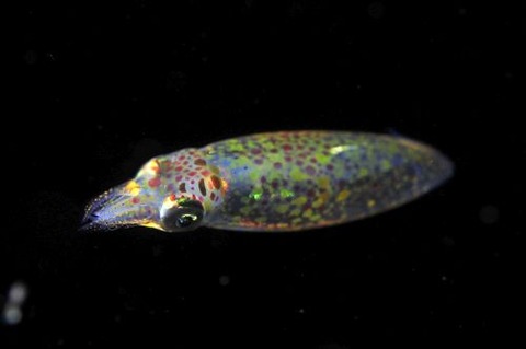 刺激的な水中生物