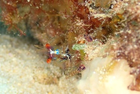 カメンカクレエビ