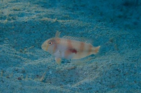 ヒノマルテンス