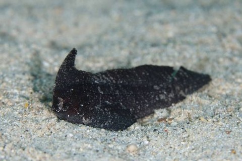 ツマジロオコゼ