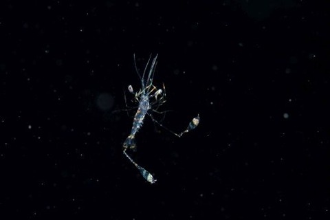 刺激的な水中生物