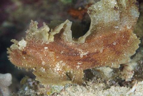 ハダカハオコゼ