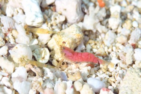 シサンゴカクレエビ