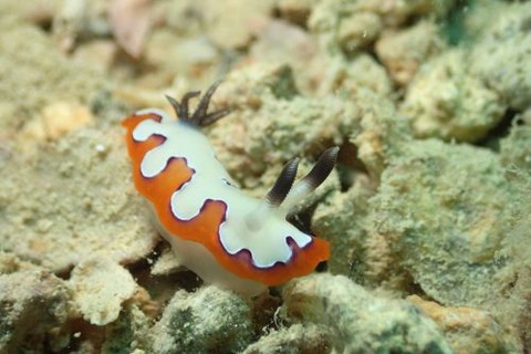 フジナミウミウシ